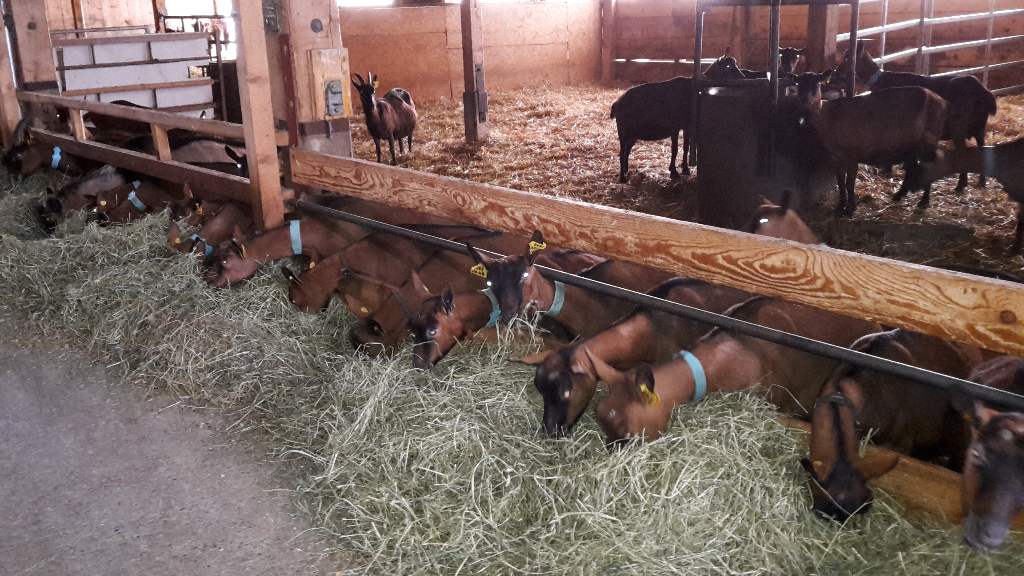 Les chèvres profitant de leurs repos bien mérité